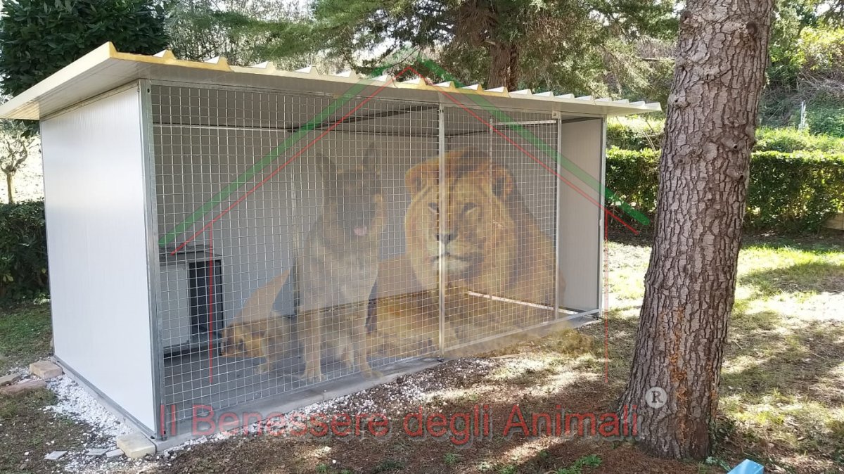 BOX PER CANI L300xP200xH184