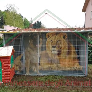 BOX PER CANI L350xP150xH184