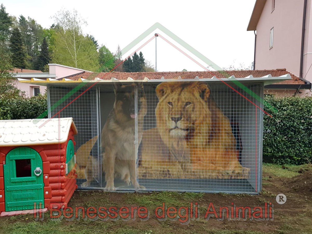 BOX PER CANI L350xP150xH184 - immagine 2