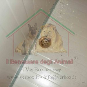 PILETTA DI SCARICO PER CUCCIA