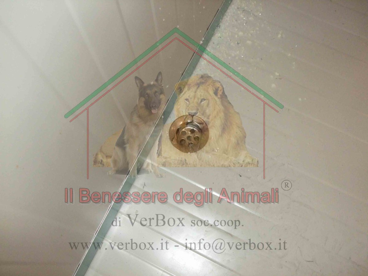 PILETTA DI SCARICO PER CUCCIA - immagine 2