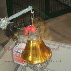 Lampade riscaldanti per cani e animali