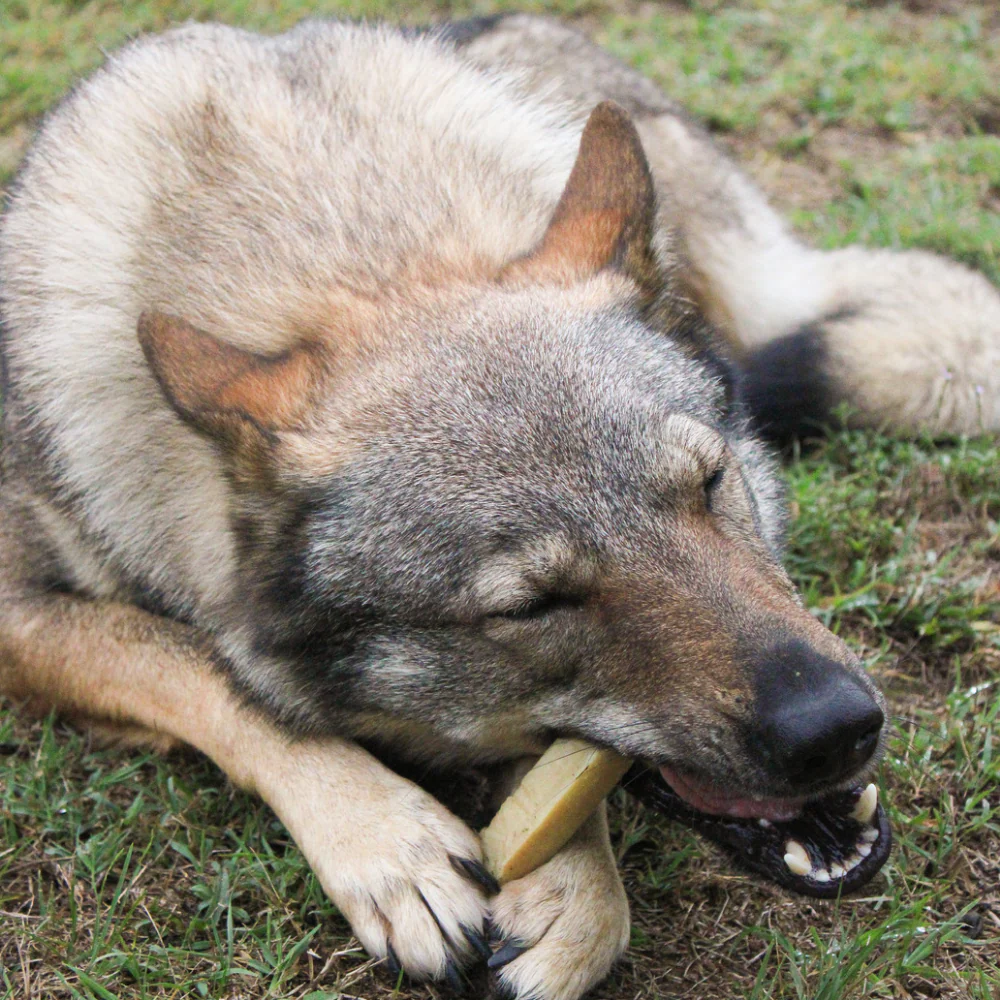 Latte di Yak (1 pz) - immagine 5