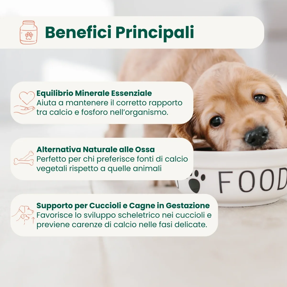 Guscio d'uovo in polvere - immagine 3