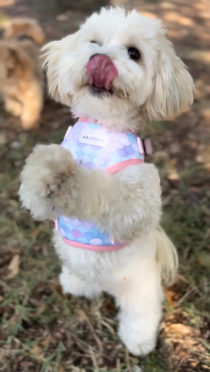 Pettorina ad H morbida - regolabile - mod. little mermaid - immagine 7