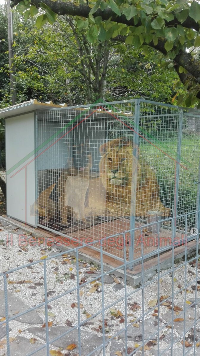 BOX UNICO AMBIENTE L200xP300xH184cm con COPERTURA PARZIALE L250xP150cm