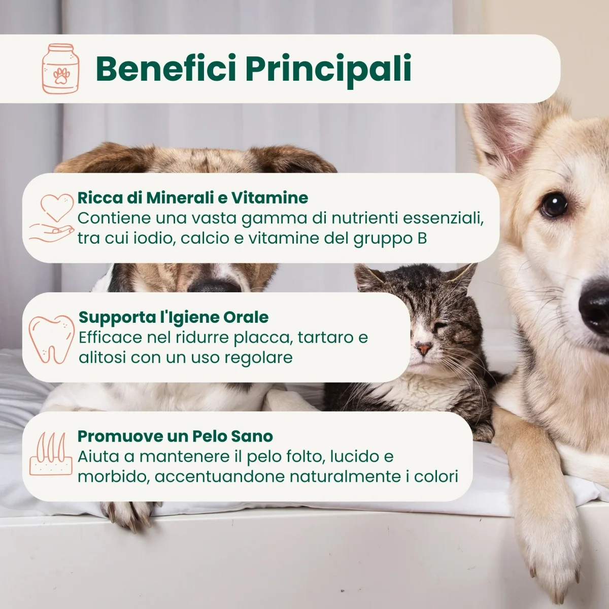 Alga Marina - immagine 3