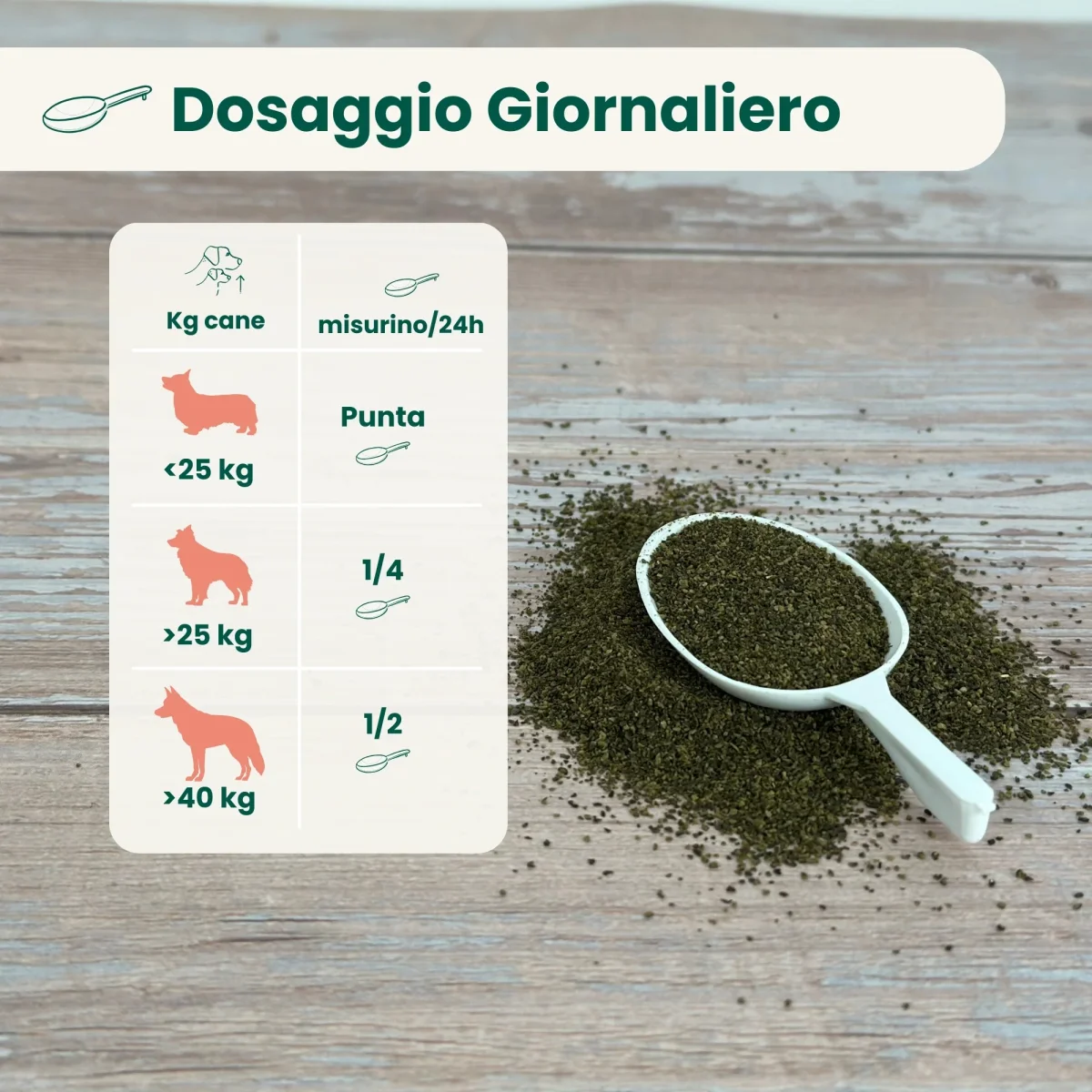 Alga Marina - immagine 4