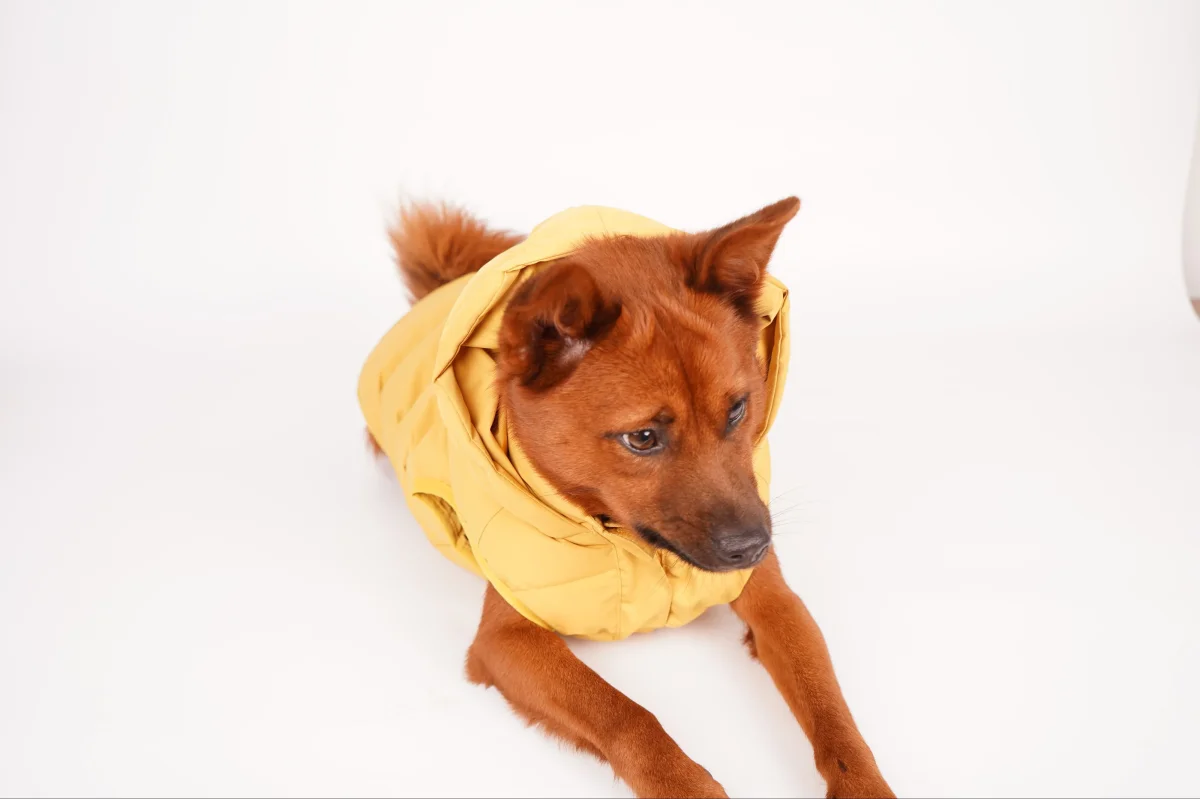 Caldo smanicato con cappuccio - mod.Casius - ecosostenibile - immagine 6