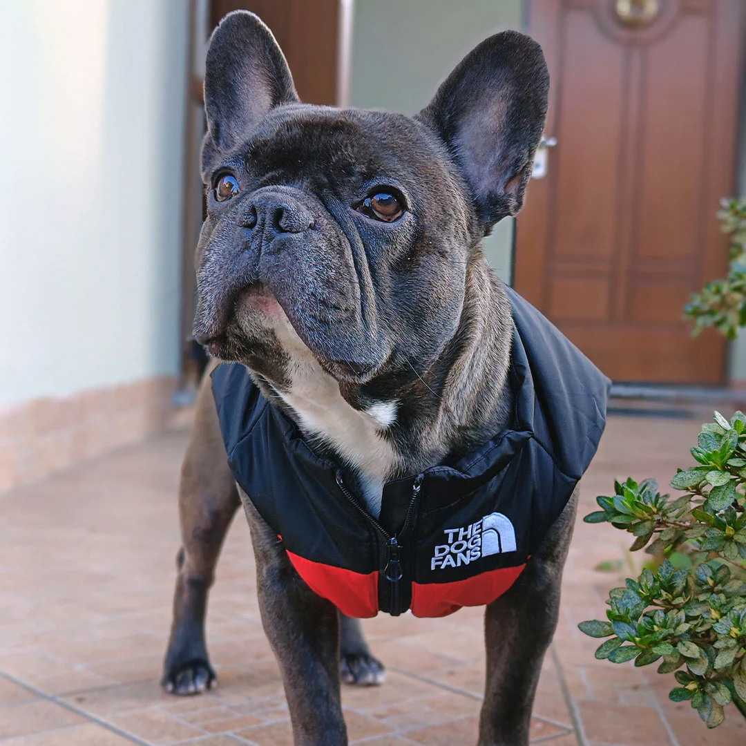 Gilet impermeabile imbottito nero e rosso - The Dog Fans - da 3 a 35kg - immagine 7