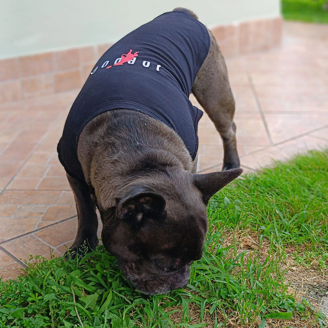 Canottiera estiva per cani - da 4 a 15kg - nera - Jordog - immagine 5