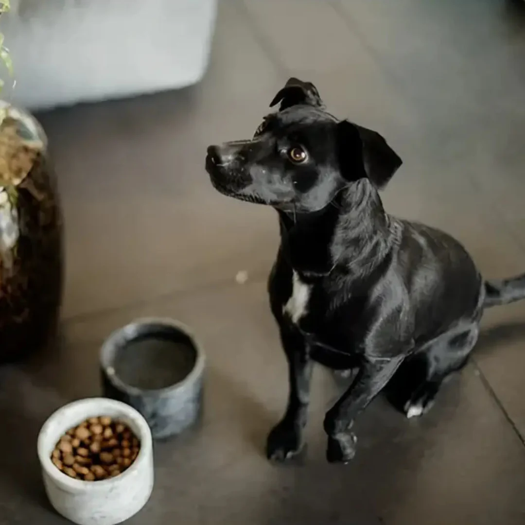 Kentucky - Ciotola per cani in marmo - immagine 8