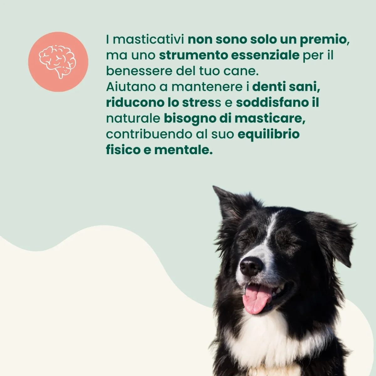 Latte di Yak (1 pz) - immagine 7