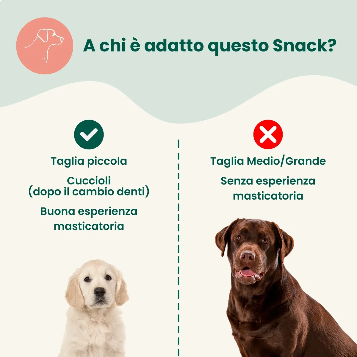 Nervo Bovino Extra Resistente 15 cm (4 pz) - immagine 6