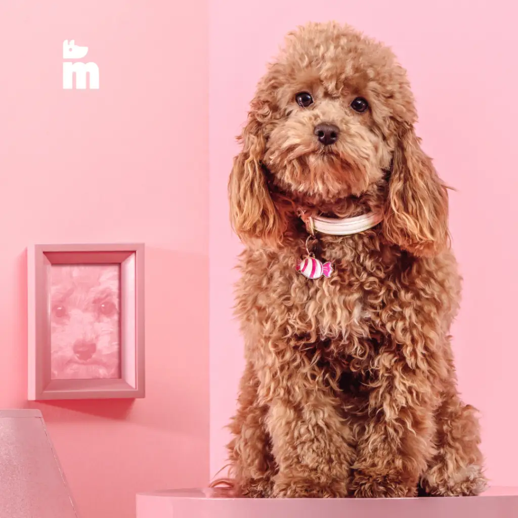 My Family - Collare Saint Tropez - immagine 9