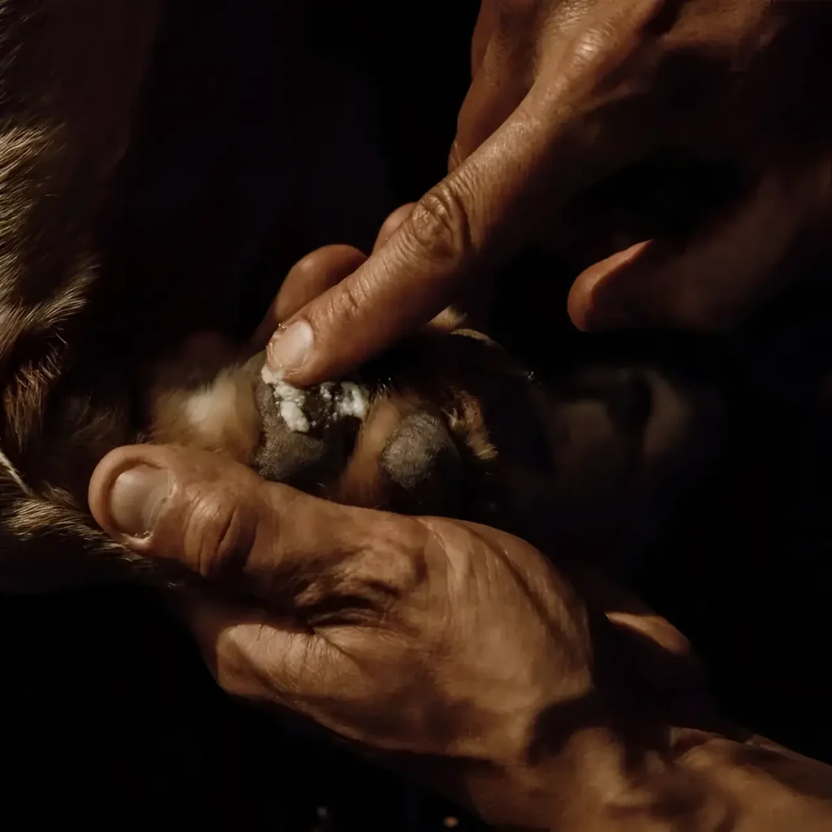 Nellumbo - Balsamo Naturale per Polpastrelli - immagine 4