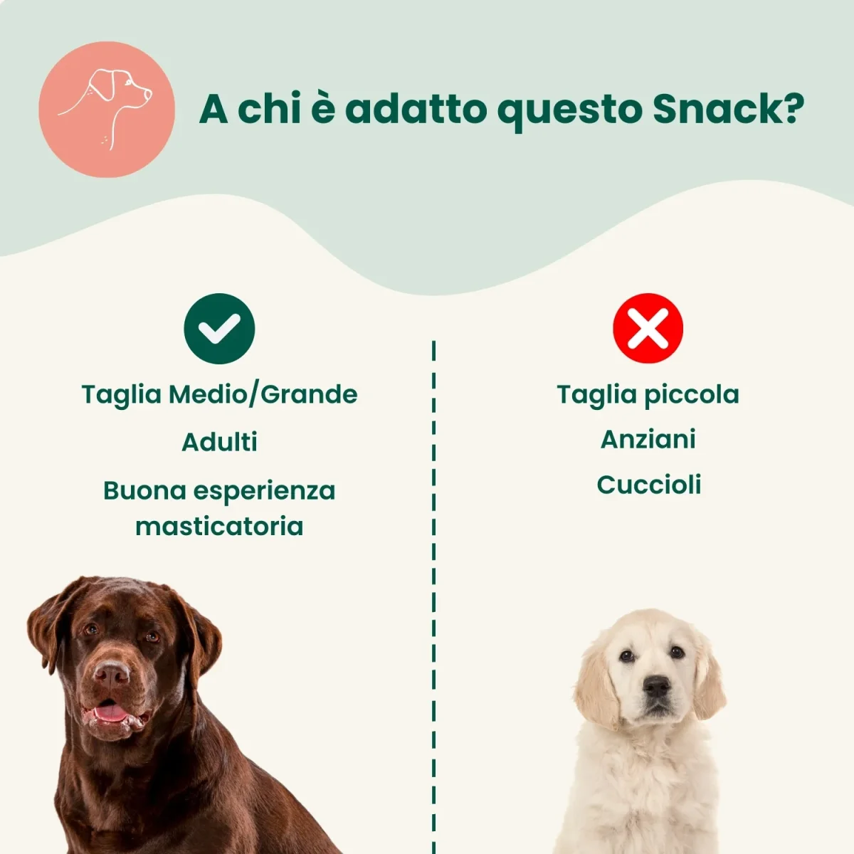 Nervo di Bovino Extra Resistente 30 cm (2 pz) - immagine 4