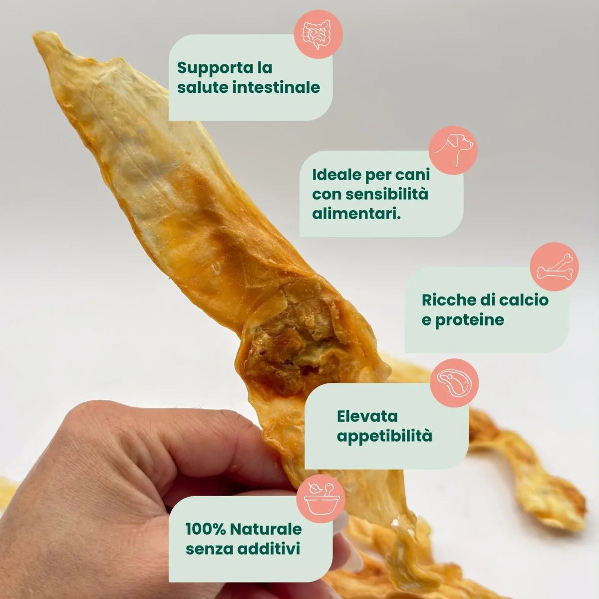 Orecchio di Coniglio senza Pelo (5 pz) - immagine 4