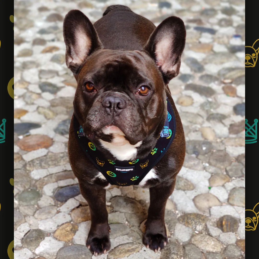 Pettorina ad H - regolabile - mod. Aletheia - immagine 4