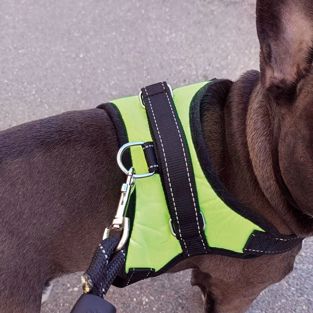 Pettorina Greenlight - per cani da 2 a 40kg - immagine 4