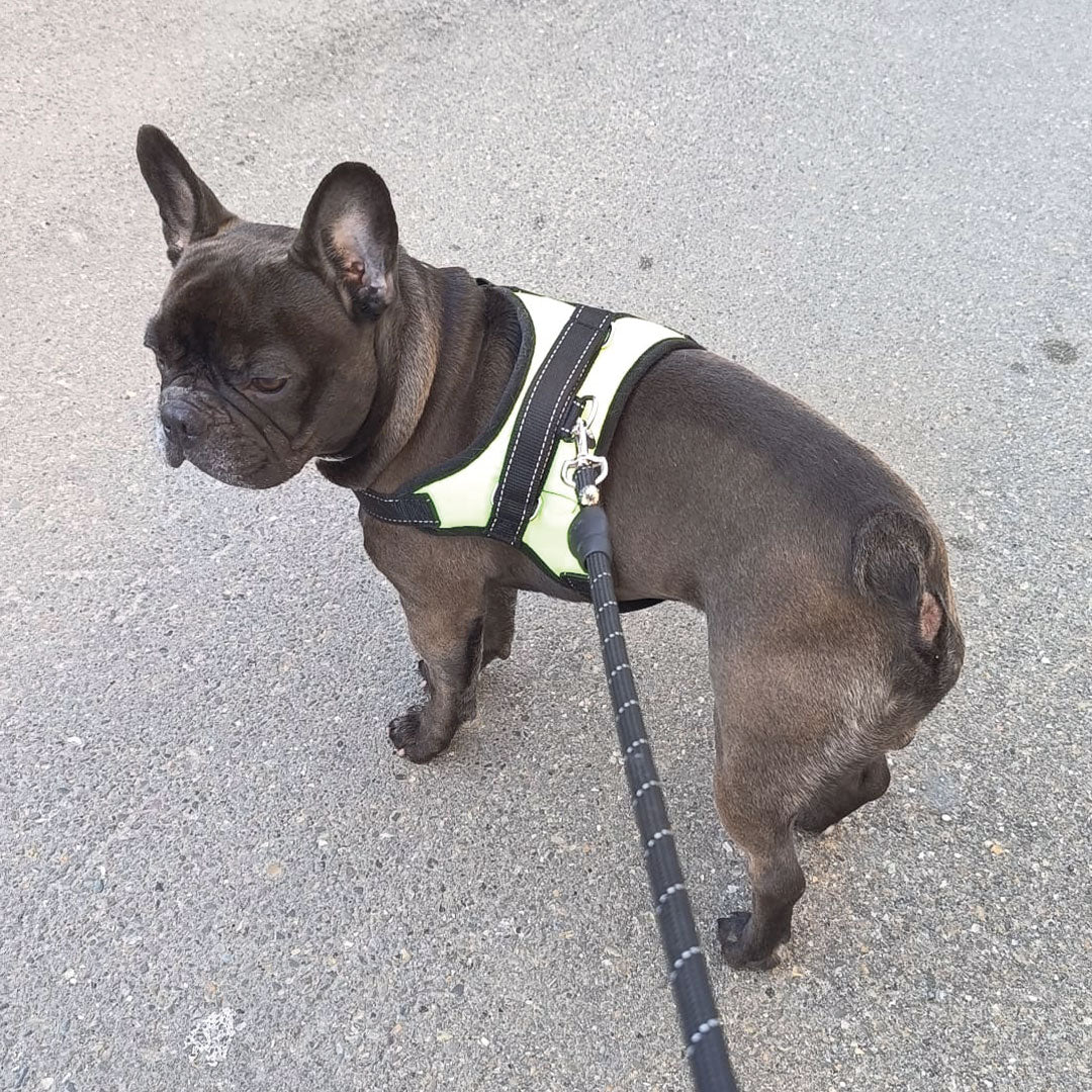 Pettorina Greenlight - per cani da 2 a 40kg - immagine 5