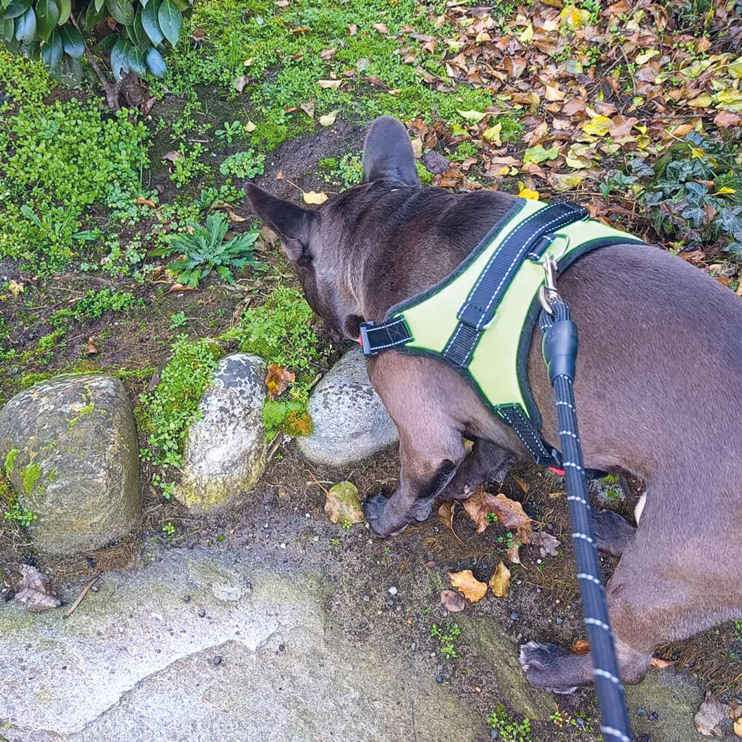 Pettorina Greenlight - per cani da 2 a 40kg - immagine 6