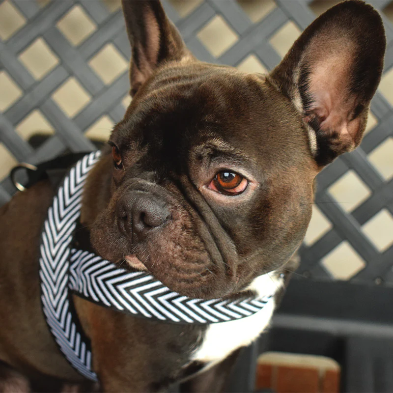 Pettorina bianca e nera - mod. Tiana - immagine 6